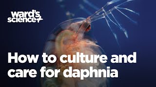 Caring and Culturing for Daphnia [upl. by Aelram]