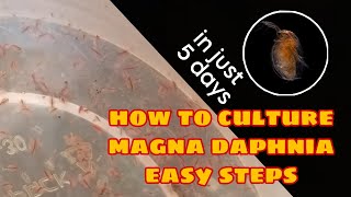 How to Culture Magna Daphnia Easily [upl. by Animas]