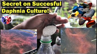 How to Culture Daphnia Successfully [upl. by Mungam]