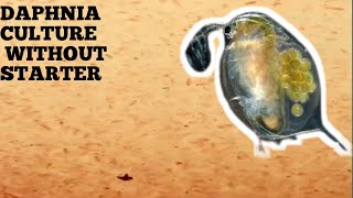 HOW TO CULTURE DAPHNIA NATURALLY WITHOUT A STARTER [upl. by Kegan642]