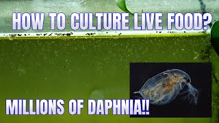 How to Culture Daphnia Secret Method to Breed MILLIONS  Simply Aquatic [upl. by Noirred]