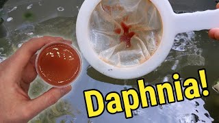 How I Culture Daphnia In Outdoor Tubs [upl. by Ailana348]