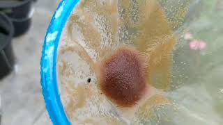 How to culture daphnia moina in a small container Part 1 English Subtitle [upl. by Earissed]