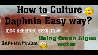 Daphnia MagnaHow to Culture Daphnia Easy wayCulturing Daphnia using Green water Daphnia [upl. by Lontson681]