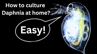 BEST Live Fish Food Beginner guide How to Culture Daphnia at home [upl. by Tolley780]