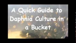 How to culture daphnia outside [upl. by Prussian]