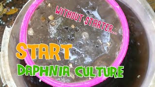 How to culture daphnia moina the easy way 1  Starting the Daphnia culture [upl. by Nnylrac673]