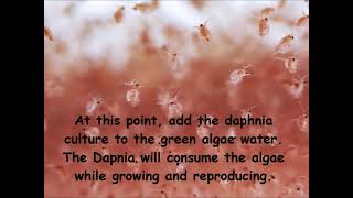 Daphnia  How to grow daphnia in your home [upl. by Pietro423]