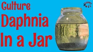 How to Culture Daphnia in a Jar [upl. by Oaks]