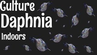 How to Culture Daphnia [upl. by Collayer302]