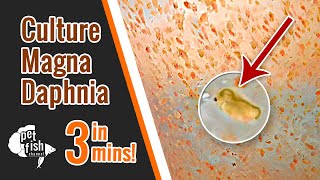 How to culture DAPHNIA MAGNA  The easy way [upl. by Ruthe]