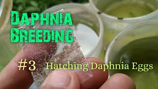 Daphnia Culture made simple and easy 3  Hatching Daphnia eggs [upl. by Norton]