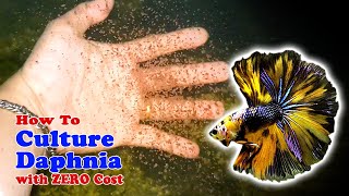 How to Culture Daphnia with ZERO Cost  Unlimited Live Food For Our Fish [upl. by Aiak]