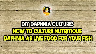 DIY Daphnia Culture How to Culture Nutritious Daphnia as Live Food for Your Fish [upl. by Lesya290]