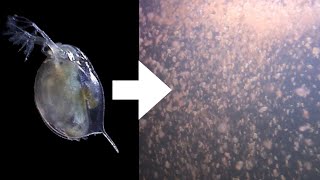 How I Culture Daphnia [upl. by Htir]