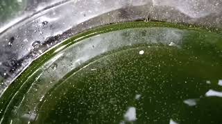 DAPHNIA MOINA CULTURE IN A SMALL BUCKET [upl. by Sullivan]