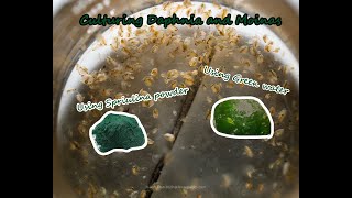 How To Culture Daphnia and Moinas using Green Water Spirulina powder [upl. by Nivonod]