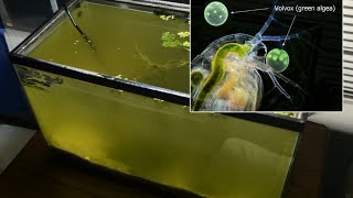 Raising Daphnia for the Freshwater Aquarium [upl. by Notliw641]