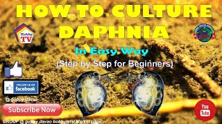 HOW TO CULTURE DAPHNIA In Easy Way [upl. by Inaej332]